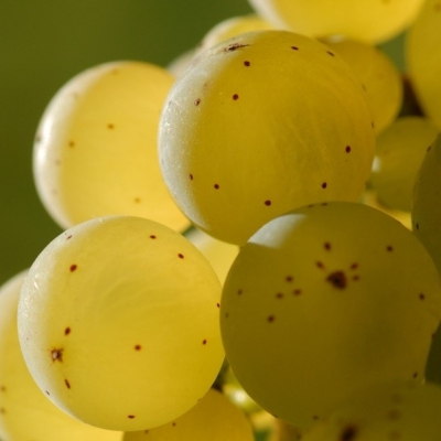 Riesling Beeren 32